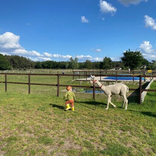 KinderAlpacaWandeling